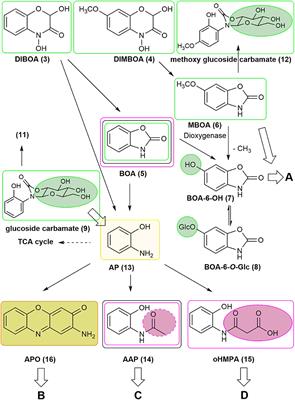 Conversions of Benzoxazinoids and Downstream Metabolites by Soil Microorganisms